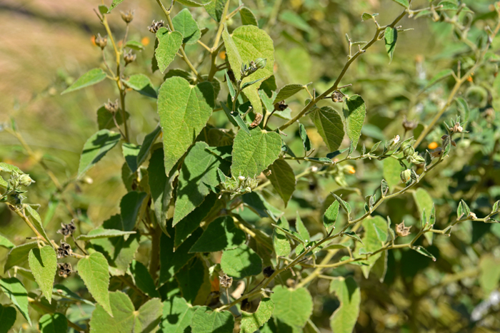 Chisos Mtn False Indianmallow is a perennial shrub that grows up to 5 feet and is found in elevations ranges from 300 to 4,500 feet. It is one of only two species in the United States from the genus Allowissadula. Allowissadula holosericea 